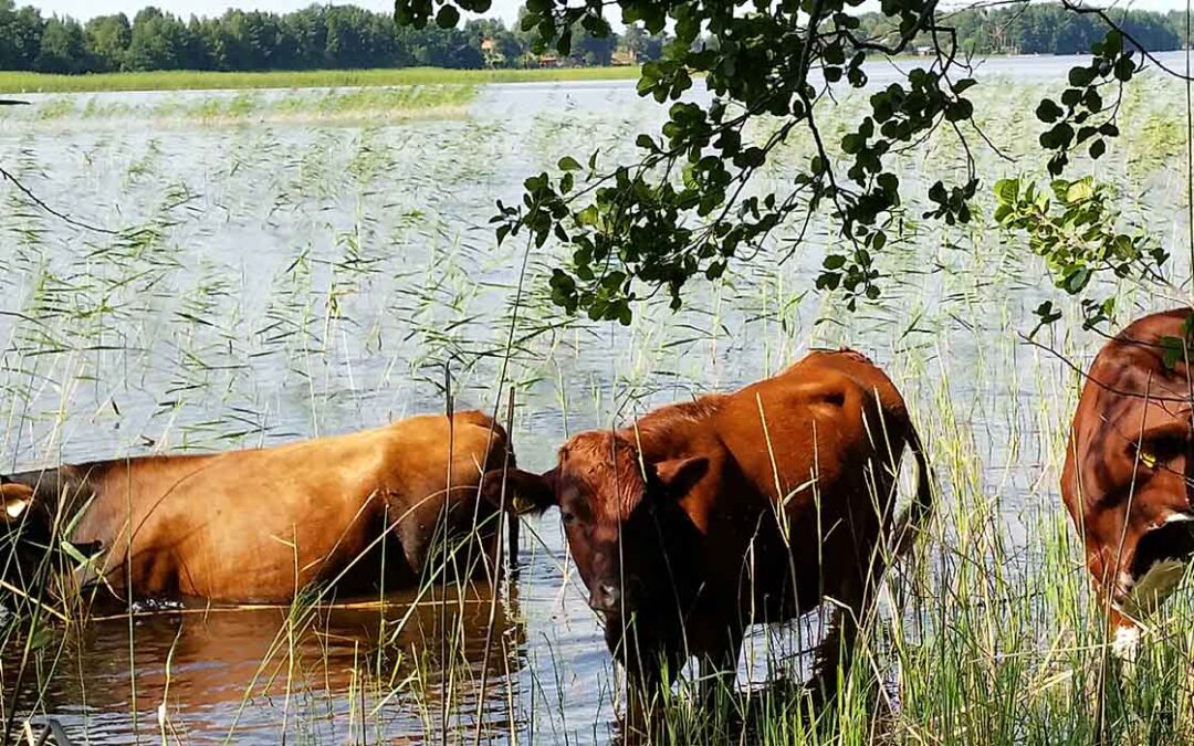 Visste du att…